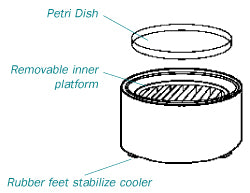 Graft Cooler