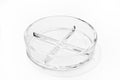 Quad Petri Dish